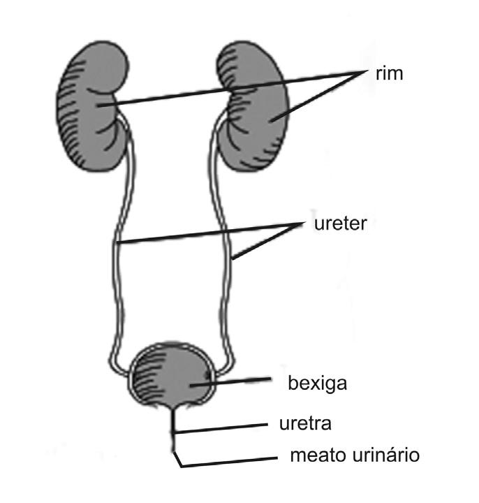Aparelho urinário O aparelho urinário é composto por 2 rins, 2 ureteres, bexiga, uretra e meato urinário.
