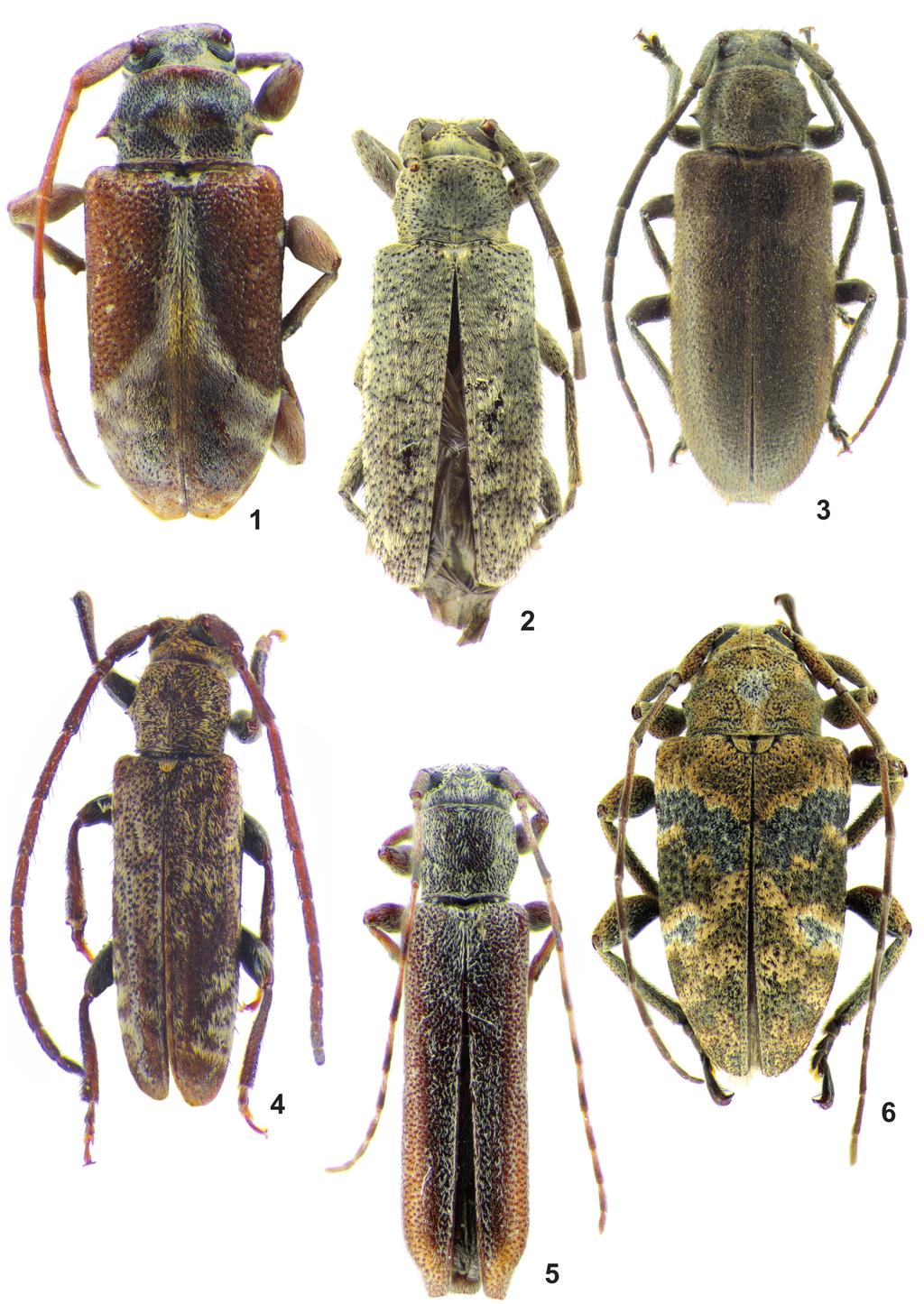 Novos táxons de Lamiinae (Coleoptera, Cerambycidae) da América do Sul 225 Figs 1-6. 1, Nesozineus osorioensis sp. nov., holótipo fêmea, comprimento total 5,8 mm; 2, Drycothaea clara sp. nov., holótipo fêmea, comprimento total 11,6 mm; 3, Drycothaea hovorei sp.