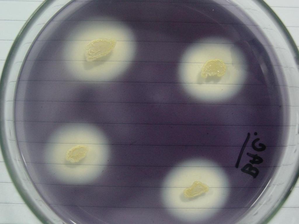 Bacillus Placas de BDA coradas com lugol (sol.
