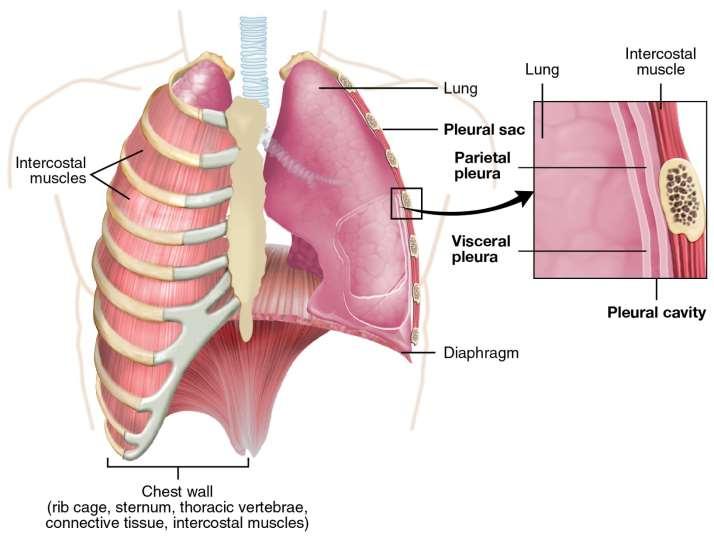 Pleuras: Membranas pulmonares. Pleura parietal: externa, presa à musculatura das costelas.