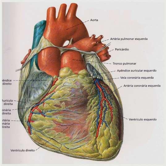 temperatura corporal (homeotermia) e atuar na defesa imunitária.