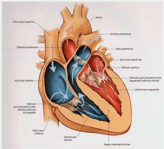 O coração Cavidades cardíacas: Átrios: recebem sangue