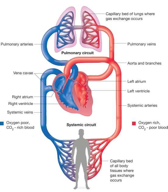 Circulação sanguínea Partindo dos pulmões, onde ocorre a hematose, o sangue percorre o seguinte trajeto: 1. Veia pulmonar 2. Átrio esquerdo 3. Ventrículo esquerdo 4.