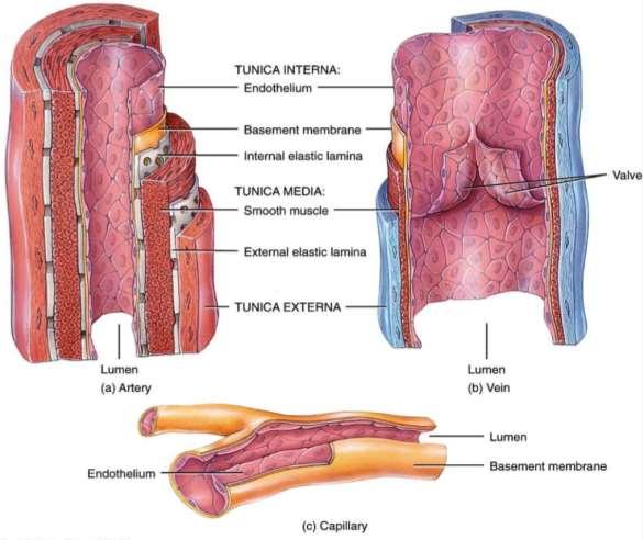 Artérias Capilares Veias Artérias têm a propulsão interna de sangue realizada pelas contrações cardíacas, sendo assim suportam maior pressão do que as veias e, por isso, necessitam de uma túnica
