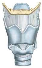 Epiglote Cartilagem tireoide Bloqueio