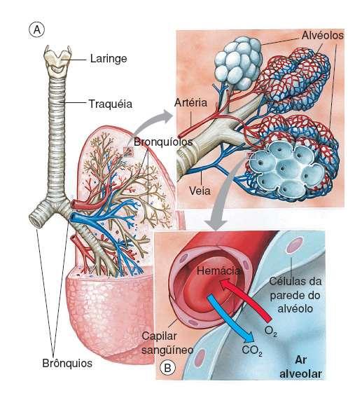 Hematose É a troca de CO 2 por O 2 que ocorre no alvéolo pulmonar.