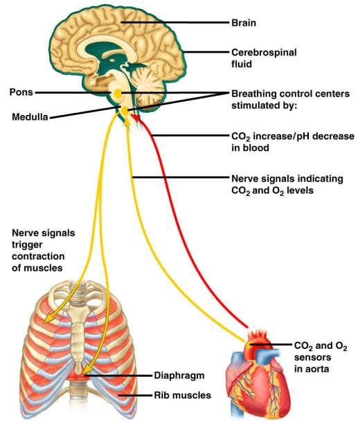 Ponte Bulbo Sinais nervosos desencadeiam a contração muscular Cérebro Líquido cefalorraquidiano Centros de controle respiratório estimulados por: Aumento de CO 2 /queda de ph sanguíneo Sinais de