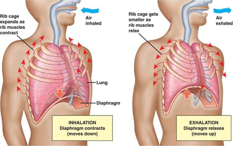 Mecânica respiratória: Ventilação pulmonar Contração do diafragma: - Musculatura desce - Músculos intercostais contraem - Caixa torácica expande - Pressão