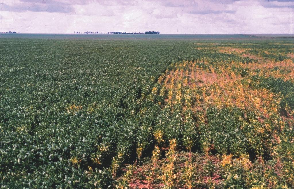 08 Produção de Grãos em Ambientes com Nematóides de Galhas O sintoma mais espetacular decorrente do ataque desses nematóides é a presença abundante de galhas nas raízes das plantas parasitadas.