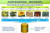 Inovação e Desenvolvimento Sustentável e P PB (Produtividade, Sustentabilidade e Biodiversidade) - Programa Biodiesel Brasil 10 Anos Potencial de demanda por biodiesel criado pelo Programa Nacional