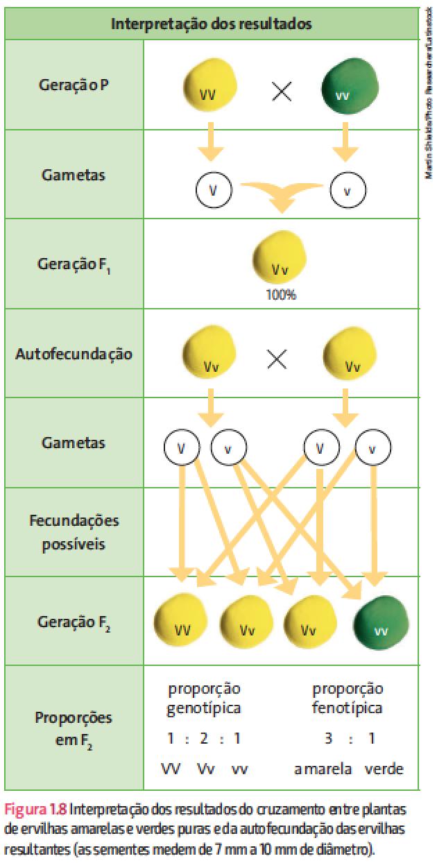 A proporção de genótipos (PG)