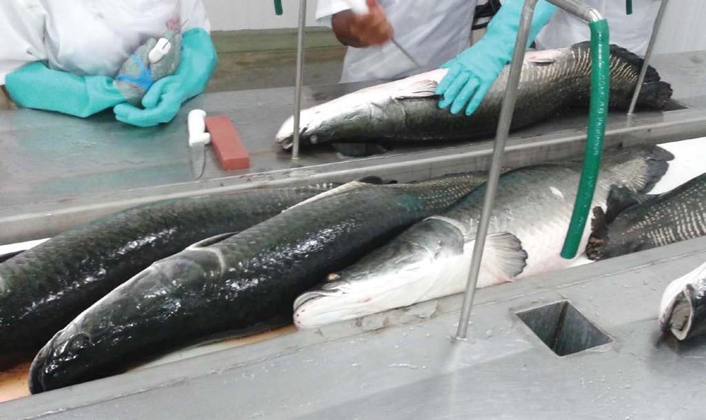 Espécies Peixes marinhas nativos na Galícia Vista da linha de processamento e do entreposto de pescados aprovado pelo SIF, no Tocantins máximo no aumento da sua