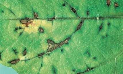 Pseudocercospora griseola