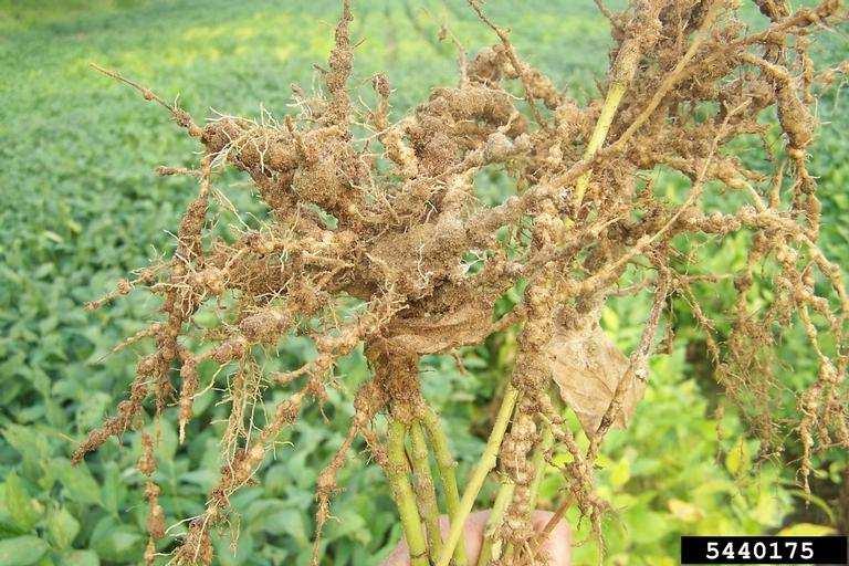 ) Aplicação de fungicidas: Triazóis e estrobirulinas Evitar semeadura em épocas