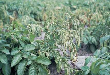 M.; CARVALHO, D.D.C. Reaction of cauliflower genotypes to black rot of crucifers. The Plant Pathology Journal, v.31, n.2, p.181-18, 1.