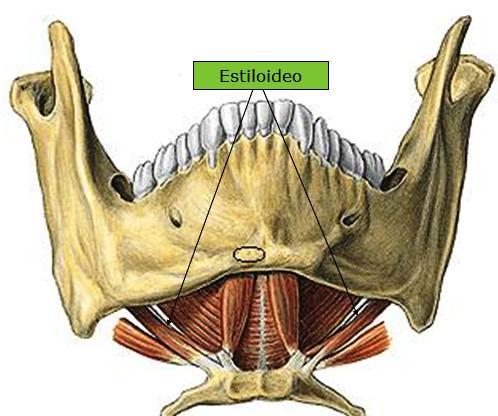 20 Fonte: Wecker; Soares; Nemos, 2001. Os músculos miloióideos (figura 4) formam um assoalho móvel, mas estável, da boca.
