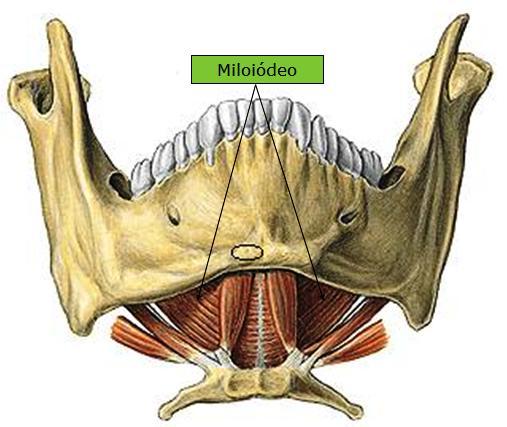 nervo Trigêmeo V par craniano) e ação de elevação do osso hióide e da língua.