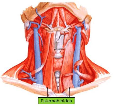 22 Fonte: Wecker; Soares; Nemos, 2001 O músculo esternotireoideo recobre o lobo lateral da glândula tireóide, fixando-se na linha oblíqua da lâmina da cartilagem tireóide.