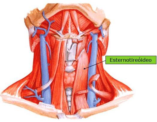 Tem como características a inserção superior na cartilagem tireoide, a inserção inferior na face posterior do manúbrio do esterno, inervado pelos ramos da alça cervical (N.