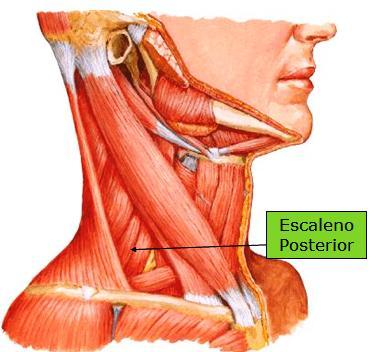 27 O músculo escaleno posterior, separado superiormente do escaleno médio, passa dos processos transversos das vértebras C5 até C7 para segunda costela, tendo como características: inserção superior
