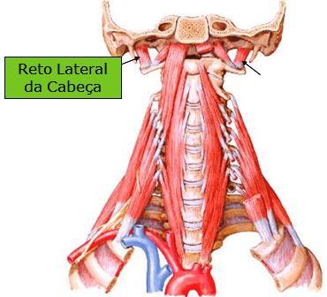 28 Figura 14: Reto lateral da cabeça Fonte: Wecker; Soares; Nemos, 2001 1.1.5.