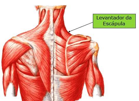 37 O músculo levantador da escapula apresenta característica cilíndrica alargada e situa-se na região lateral e posterior do pescoço, estando recoberto pela musculatura do trapézio.