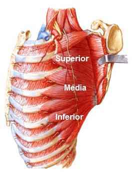 primeiras costelas, com inserção no ângulo superior e inferior da escapula e borda medial da escapula, inervação pelo nervo torácico longo, com ação de abdução da