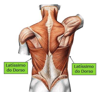 39 Apresentando características plana, extensa e com formato triangular, o músculo latíssimo do dorso como demonstrado na figura 23 recobre a região lombar e posterior da parte inferior do tórax,