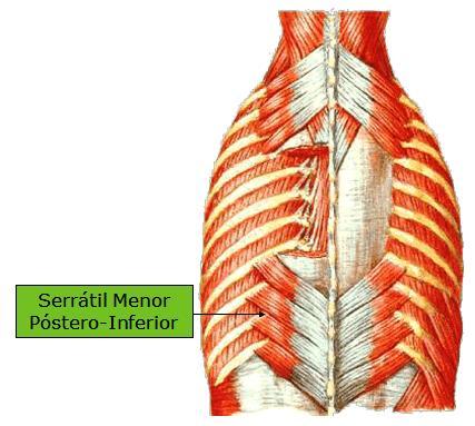 tóracolombar, processos espinhosos de L1 a L3, com inserção nas quatro últimas costelas, lateralmente aos ângulos costais, inervação pelo nervo torácico T11 até o nervo