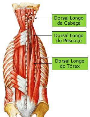 42 destes músculos na região lombar, onde elas possuem maior características aponeuróticas. Sua origem é na face dorsal do sacro e nos processos espinhosos de L5 a T12.