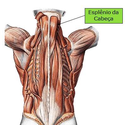 44 coluna vertebral, quando ativo de um só lado faz a flexão lateral e ajuda na manutenção da postura ereta.
