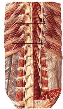 45 Figura 30: Levantadores das costelas Fonte: Wecker; Soares; Nemos, 2001 Os músculos interespinhais lombares, com origem no processo espinhoso da vértebra supra adjacente e inserção no processo
