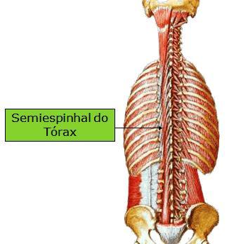 49 Músculo potente, o músculo semiespinhal do tórax é constituído por várias fibras longitudinais que acompanham a coluna torácica ao longo do seu maior eixo.