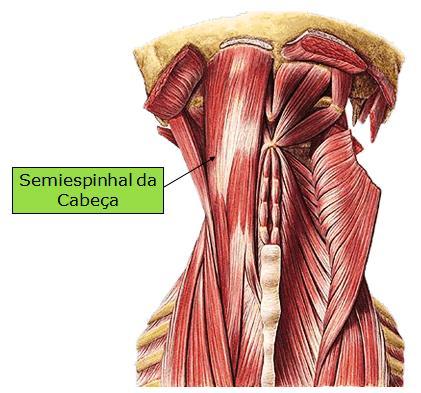 inserção entre as linhas nucais superior e inferior, inervação pelos ramos dorsais dos nervos cervicais e ação de