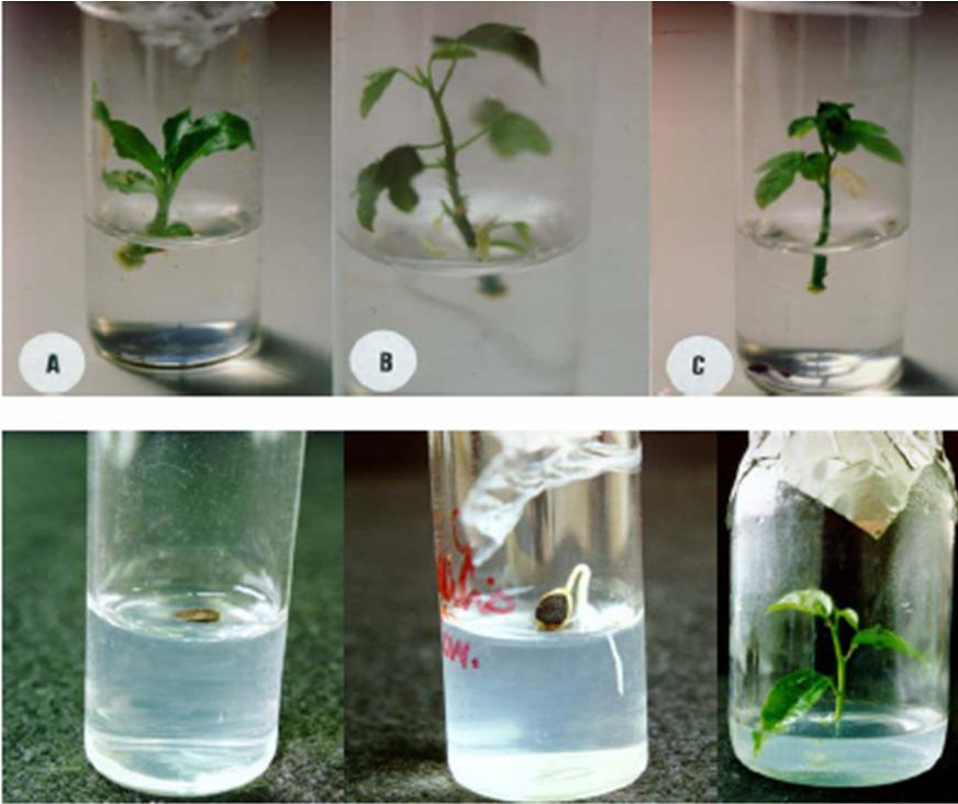Locais de conservação in vitro - cultura de tecidos - reprodução vegetativa, sementes intermediarias e recalcitrantes Redução do metabolismo luz, nutrientes, carbono e