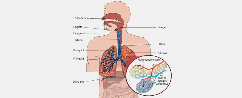 Os bronquíolos, localizados no interior dos pulmões, terminam em pequenos sacos microscópios, os alvéolos pulmonares.