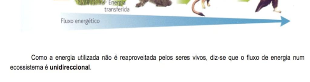 No exemplo abaixo de uma cadeia alimentar terrestre, o coelho obtém, ao comer as folhas da erva,