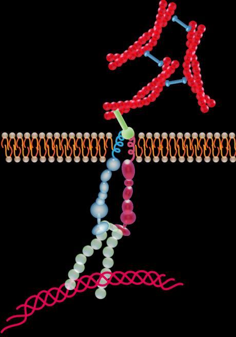 A comunicação actina talina membrana celular Matriz extracelular Citoesqueleto intracelular