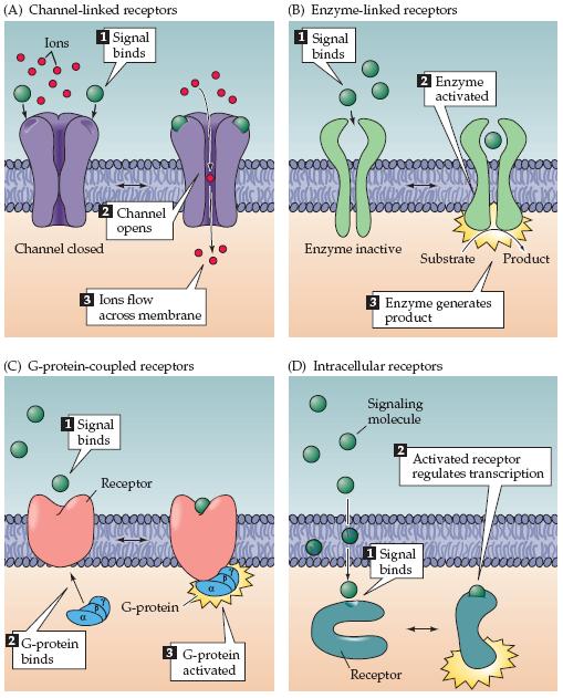 Junção neuromuscular Receptores de acetilcolina