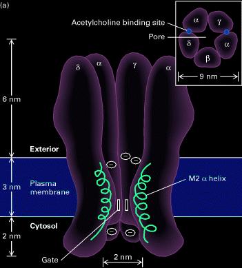 Junção neuromuscular Receptor nicotínico