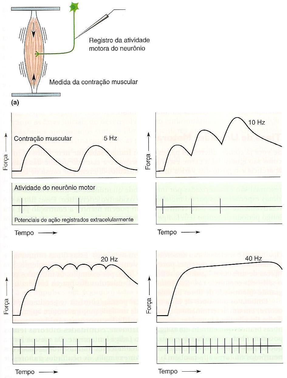 Controle neural do movimento