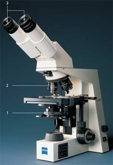 Microscópio de luz Ocular