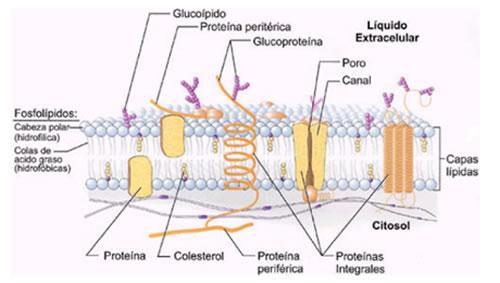 Principais Organelas MEMBRANA PLASMÁTICA Toda a célula, seja