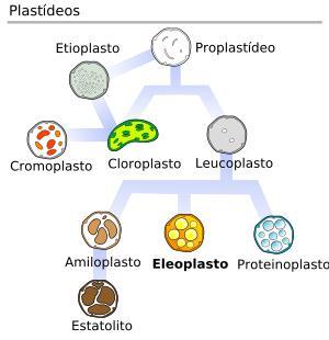 Organoplastos Plastos com funções variadas, armazenando substância de reserva