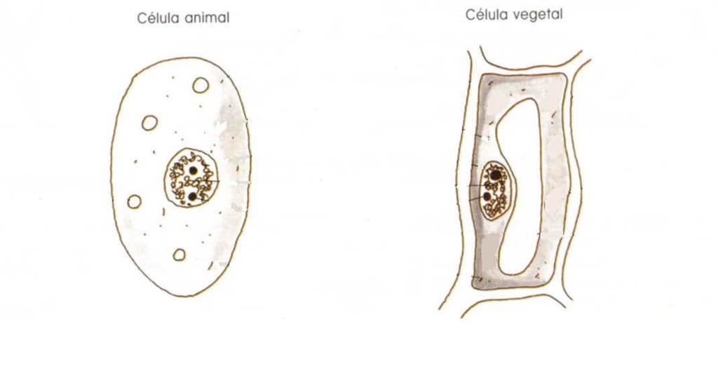 Vacúolo É uma cavidade delimitada por uma membrana (tonoplasto) e contém o suco celular que é composto