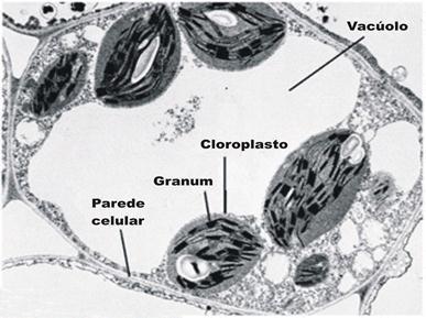 Plasto É originado do protoplastídeo e tem configurações diferentes, com várias