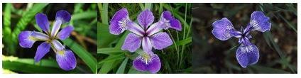 Árvores de decisão (AD) 41 Exemplo: precisamos classificar 3 tipos de flores Iris setosa Iris virginica Iris versicolor Como poderia ser sua AD?