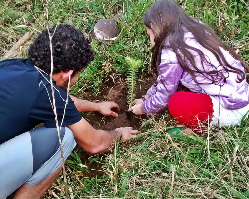 mudas de árvores nativas na beira do lago da