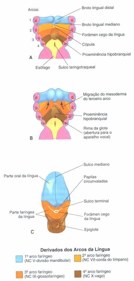 Figura 3: Etapas da