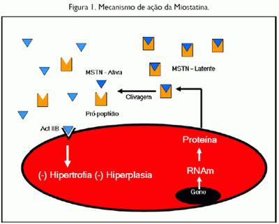 Miostatina GDF - 8 É uma proteína sintetizada pelo músculo e regula de forma negativa do crescimento muscular. A GDF 8 inibi a ploriferação das CS.